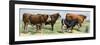 European Beef Cattle and a Dairy Cow-null-Framed Premium Giclee Print