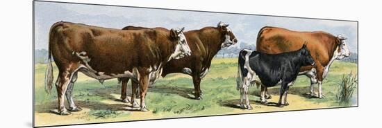 European Beef Cattle and a Dairy Cow-null-Mounted Premium Giclee Print
