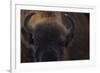 European Bison (Bison Bonasus) Close Up Portrait Showing Horns-Edwin Giesbers-Framed Photographic Print