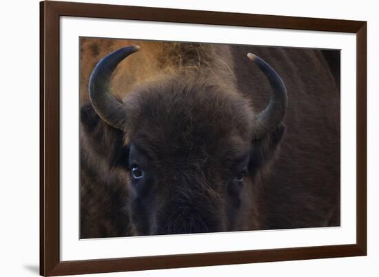 European Bison (Bison Bonasus) Close Up Portrait Showing Horns-Edwin Giesbers-Framed Photographic Print