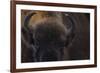 European Bison (Bison Bonasus) Close Up Portrait Showing Horns-Edwin Giesbers-Framed Photographic Print