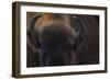 European Bison (Bison Bonasus) Close Up Portrait Showing Horns-Edwin Giesbers-Framed Photographic Print