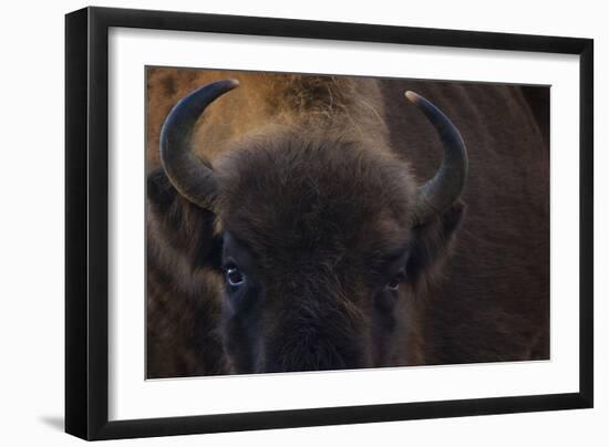 European Bison (Bison Bonasus) Close Up Portrait Showing Horns-Edwin Giesbers-Framed Photographic Print