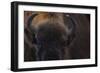 European Bison (Bison Bonasus) Close Up Portrait Showing Horns-Edwin Giesbers-Framed Photographic Print