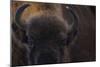 European Bison (Bison Bonasus) Close Up Portrait Showing Horns-Edwin Giesbers-Mounted Photographic Print