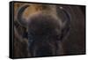 European Bison (Bison Bonasus) Close Up Portrait Showing Horns-Edwin Giesbers-Framed Stretched Canvas