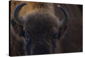 European Bison (Bison Bonasus) Close Up Portrait Showing Horns-Edwin Giesbers-Stretched Canvas