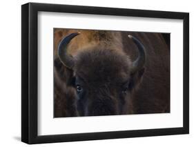 European Bison (Bison Bonasus) Close Up Portrait Showing Horns-Edwin Giesbers-Framed Photographic Print