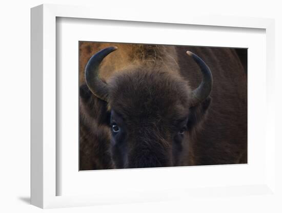 European Bison (Bison Bonasus) Close Up Portrait Showing Horns-Edwin Giesbers-Framed Photographic Print