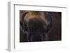 European Bison (Bison Bonasus) Close Up Portrait Showing Horns-Edwin Giesbers-Framed Photographic Print