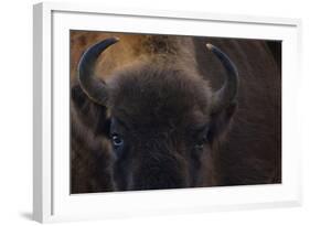 European Bison (Bison Bonasus) Close Up Portrait Showing Horns-Edwin Giesbers-Framed Photographic Print