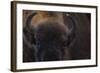 European Bison (Bison Bonasus) Close Up Portrait Showing Horns-Edwin Giesbers-Framed Photographic Print