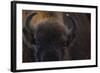 European Bison (Bison Bonasus) Close Up Portrait Showing Horns-Edwin Giesbers-Framed Photographic Print