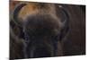 European Bison (Bison Bonasus) Close Up Portrait Showing Horns-Edwin Giesbers-Mounted Photographic Print