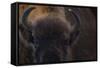 European Bison (Bison Bonasus) Close Up Portrait Showing Horns-Edwin Giesbers-Framed Stretched Canvas