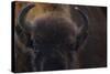 European Bison (Bison Bonasus) Close Up Portrait Showing Horns-Edwin Giesbers-Stretched Canvas