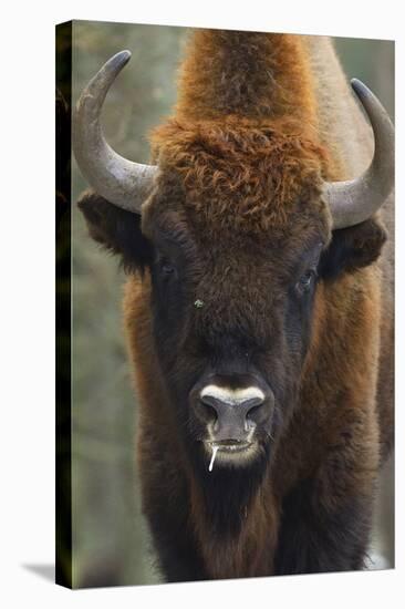 European Bison (Bison Bonasus), Drawsko Military Area, Western Pomerania, Poland, February-Widstrand-Stretched Canvas