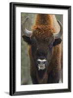 European Bison (Bison Bonasus), Drawsko Military Area, Western Pomerania, Poland, February-Widstrand-Framed Photographic Print