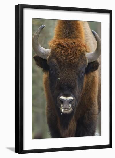 European Bison (Bison Bonasus), Drawsko Military Area, Western Pomerania, Poland, February-Widstrand-Framed Photographic Print