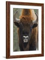 European Bison (Bison Bonasus), Drawsko Military Area, Western Pomerania, Poland, February-Widstrand-Framed Photographic Print