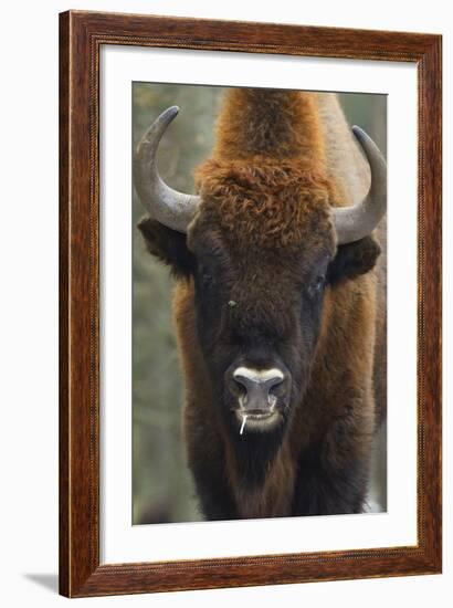 European Bison (Bison Bonasus), Drawsko Military Area, Western Pomerania, Poland, February-Widstrand-Framed Photographic Print