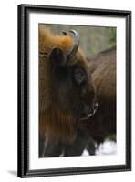 European Bison (Bison Bonasus), Drawsko Military Area, Western Pomerania, Poland, February-Widstrand-Framed Photographic Print