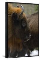 European Bison (Bison Bonasus), Drawsko Military Area, Western Pomerania, Poland, February-Widstrand-Framed Photographic Print