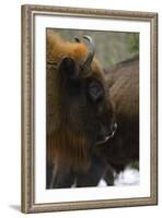 European Bison (Bison Bonasus), Drawsko Military Area, Western Pomerania, Poland, February-Widstrand-Framed Photographic Print