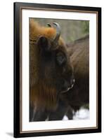 European Bison (Bison Bonasus), Drawsko Military Area, Western Pomerania, Poland, February-Widstrand-Framed Photographic Print