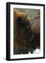 European Bison (Bison Bonasus), Drawsko Military Area, Western Pomerania, Poland, February-Widstrand-Framed Photographic Print