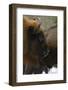 European Bison (Bison Bonasus), Drawsko Military Area, Western Pomerania, Poland, February-Widstrand-Framed Photographic Print