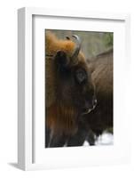 European Bison (Bison Bonasus), Drawsko Military Area, Western Pomerania, Poland, February-Widstrand-Framed Photographic Print