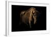 European Bison (Bison Bonasus) Standing in Shadow-Edwin Giesbers-Framed Photographic Print