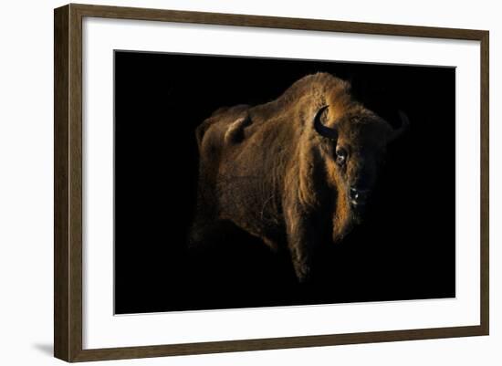 European Bison (Bison Bonasus) Standing in Shadow-Edwin Giesbers-Framed Photographic Print