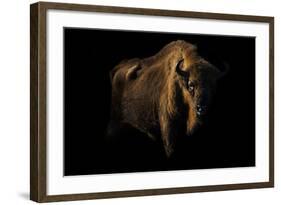 European Bison (Bison Bonasus) Standing in Shadow-Edwin Giesbers-Framed Photographic Print