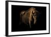 European Bison (Bison Bonasus) Standing in Shadow-Edwin Giesbers-Framed Photographic Print