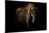 European Bison (Bison Bonasus) Standing in Shadow-Edwin Giesbers-Mounted Photographic Print