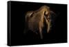 European Bison (Bison Bonasus) Standing in Shadow-Edwin Giesbers-Framed Stretched Canvas