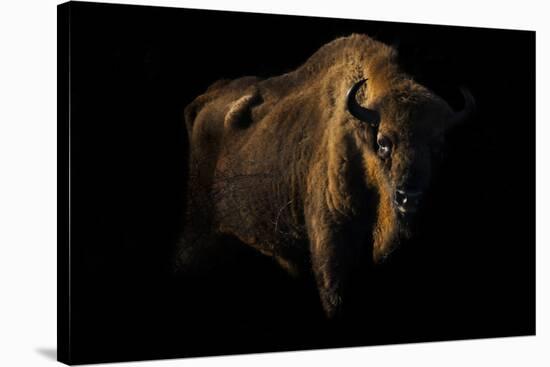 European Bison (Bison Bonasus) Standing in Shadow-Edwin Giesbers-Stretched Canvas
