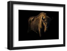 European Bison (Bison Bonasus) Standing in Shadow-Edwin Giesbers-Framed Photographic Print