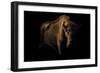 European Bison (Bison Bonasus) Standing in Shadow-Edwin Giesbers-Framed Photographic Print