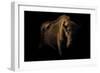 European Bison (Bison Bonasus) Standing in Shadow-Edwin Giesbers-Framed Photographic Print