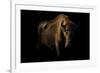 European Bison (Bison Bonasus) Standing in Shadow-Edwin Giesbers-Framed Photographic Print