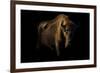 European Bison (Bison Bonasus) Standing in Shadow-Edwin Giesbers-Framed Photographic Print