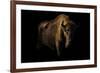 European Bison (Bison Bonasus) Standing in Shadow-Edwin Giesbers-Framed Photographic Print