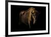 European Bison (Bison Bonasus) Standing in Shadow-Edwin Giesbers-Framed Photographic Print