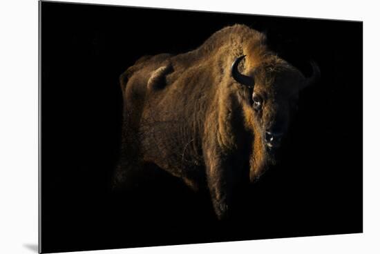 European Bison (Bison Bonasus) Standing in Shadow-Edwin Giesbers-Mounted Photographic Print