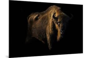 European Bison (Bison Bonasus) Standing in Shadow-Edwin Giesbers-Mounted Photographic Print