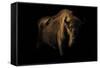 European Bison (Bison Bonasus) Standing in Shadow-Edwin Giesbers-Framed Stretched Canvas