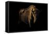 European Bison (Bison Bonasus) Standing in Shadow-Edwin Giesbers-Framed Stretched Canvas